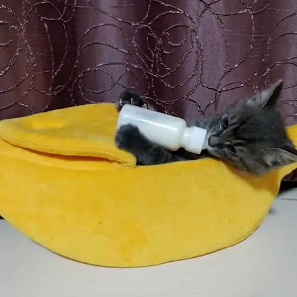 Couchage banane cozy pour chat