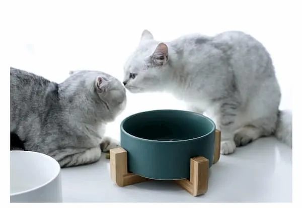 Gamelle design en céramique de 850 ml pour chat