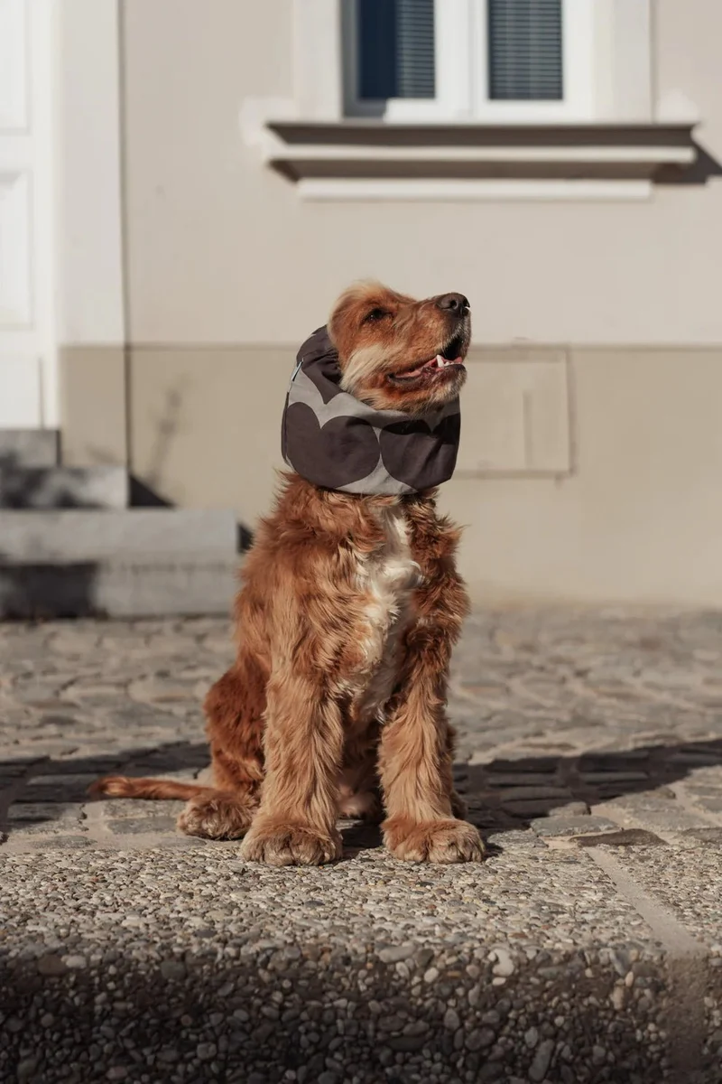 Snood en coton pour chien – Motif cœurs gris – Lou & Co.
