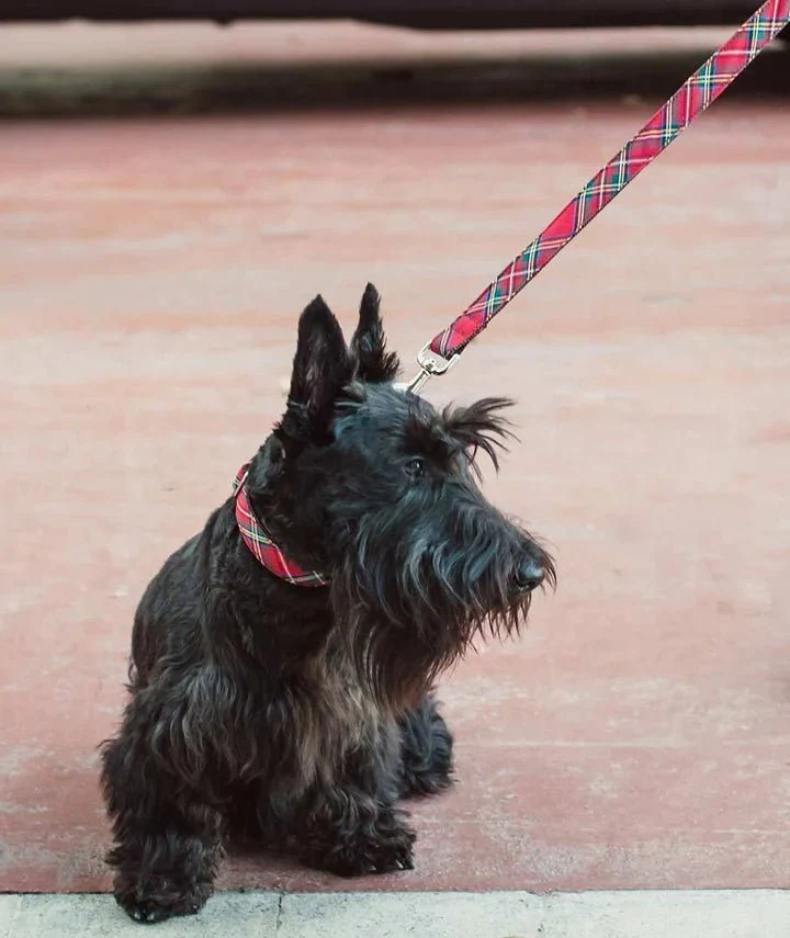 Laisse pour chien Motif Tartan - Classique ou multipositions