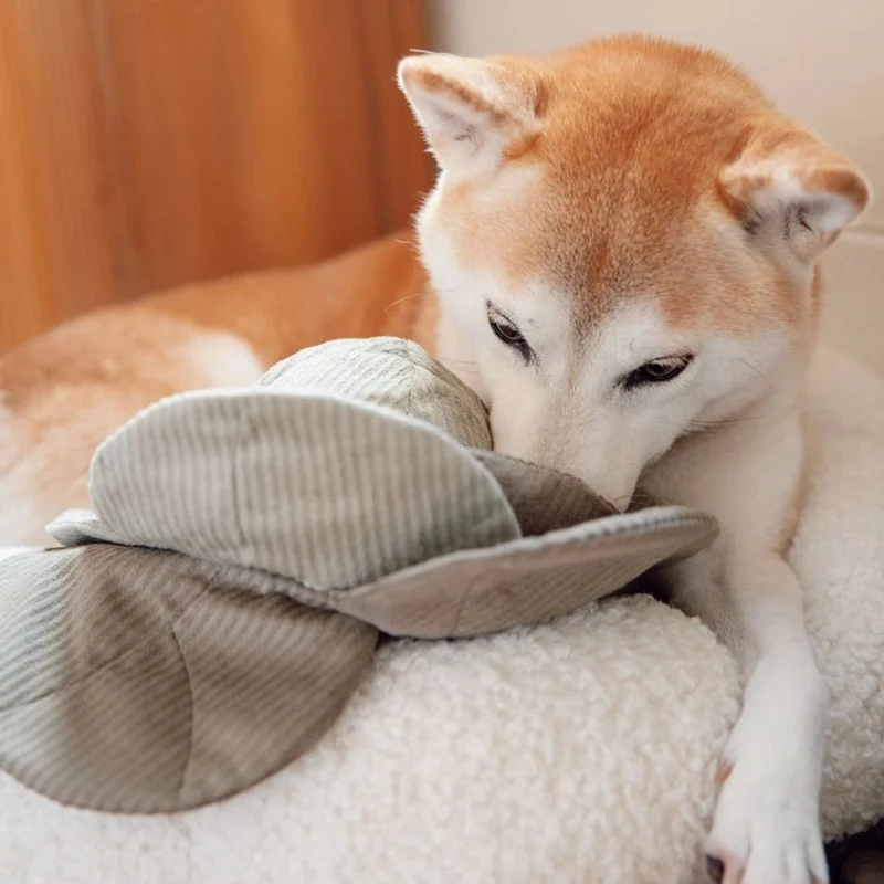 Jouet pour chien - Peluche de fouille + Pop Choux 🐾