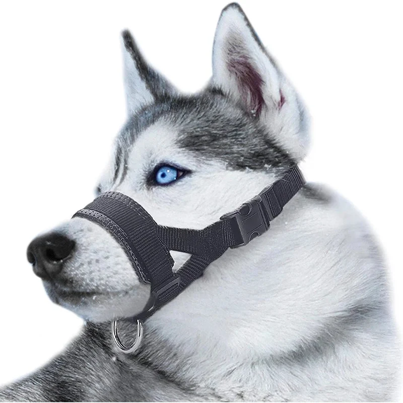Licol d'entrainement pour chien