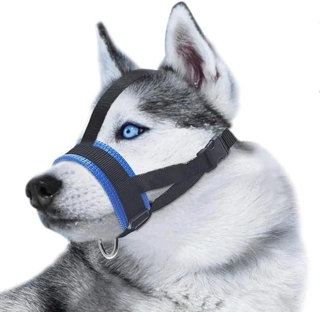 Licol d'entrainement pour chien