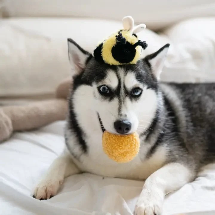 Jouet de Fouille Pop Abeille 🐝