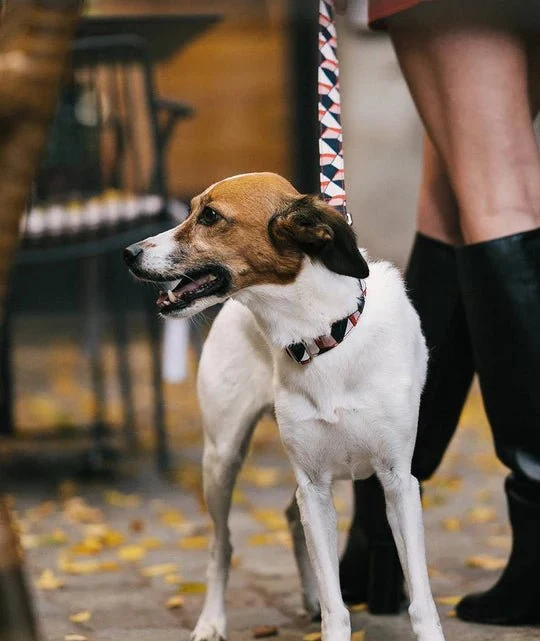 Laisse pour chien Riells - Classique ou multipositions