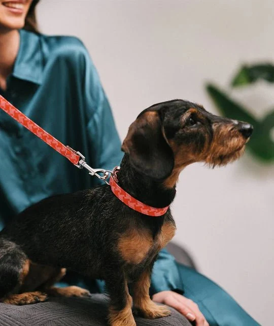 Collier pour chien imprimé Miralles