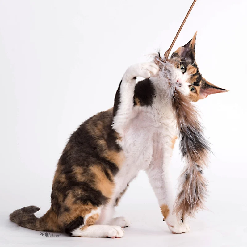 Jouet pour chat Queue de Boa en plumes