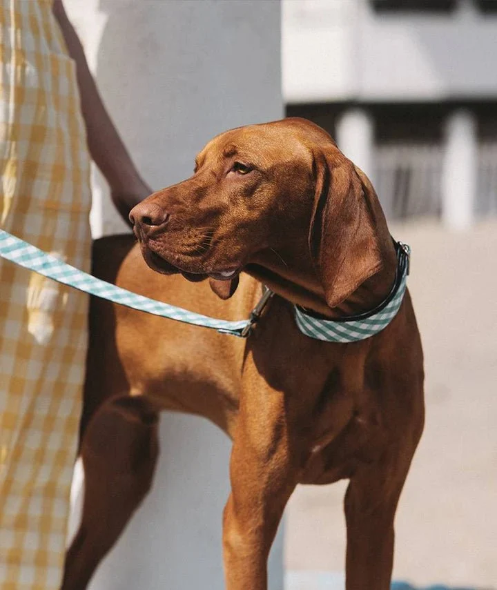 Collier pour chien imprimé Vichy Pedrosa