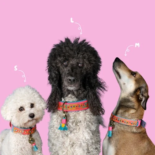 Collier pour chien Indian Summer - DWAM | Style boho & paillettes