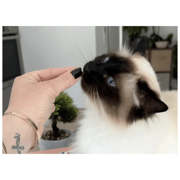 Friandises Mobilité Pour Chat – Marly & Dan