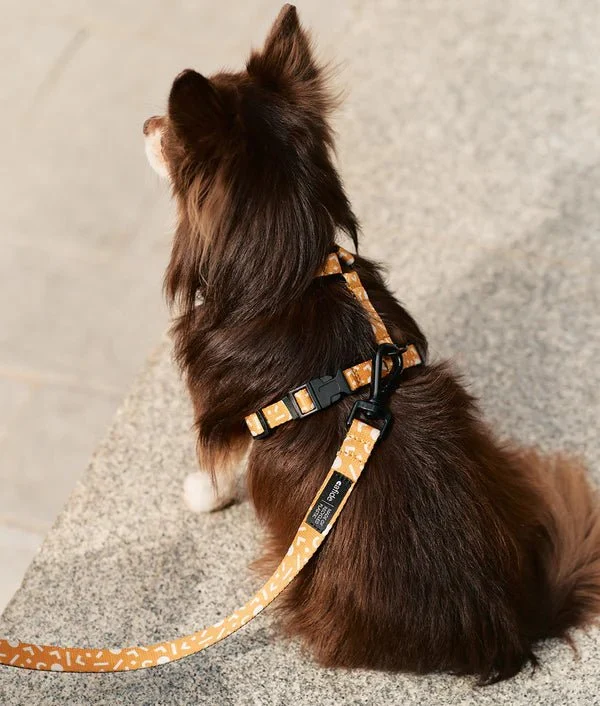 Harnais pour chien en Y Memphis jaune moutarde