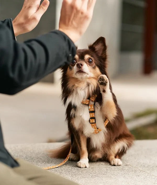 Harnais pour chien en Y Memphis jaune moutarde