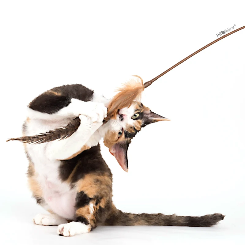 Jouet canne pour chat avec plume de faisan naturelle