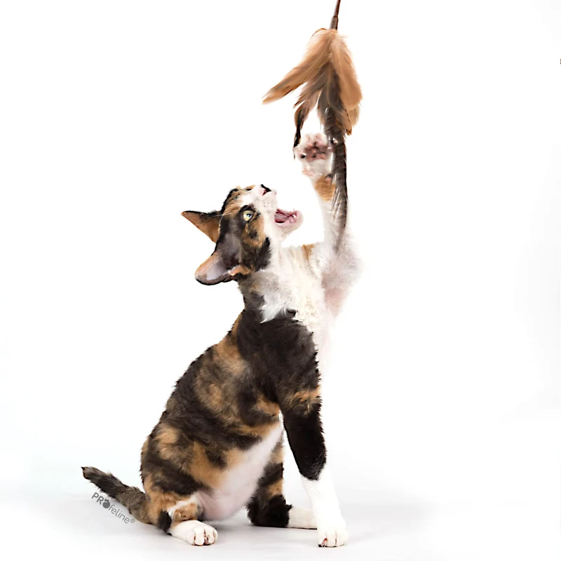 Jouet canne pour chat avec plume de faisan naturelle