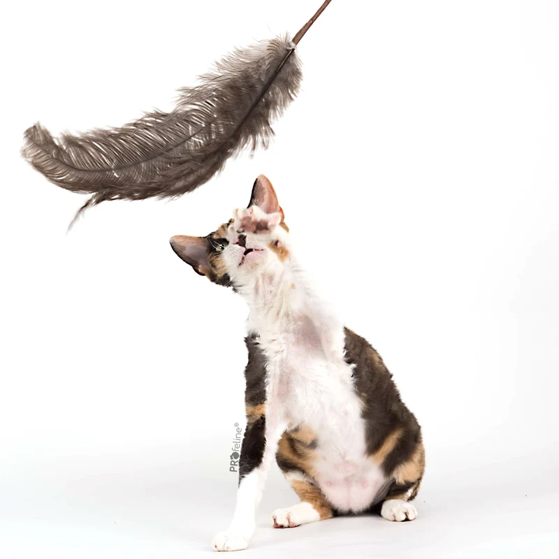 Jouet Plumeau pour chat en plumes d’autruche naturelles