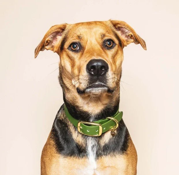 Collier pour chien imperméable "L'aventurier" Fidèle Paris - Vert Olive