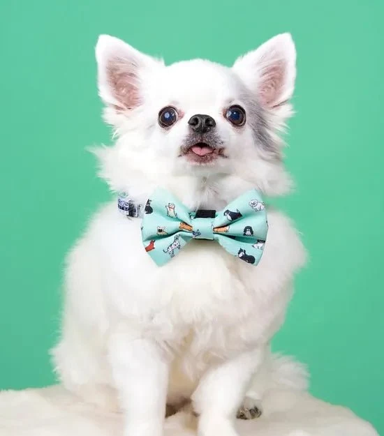 Collier en nylon à motifs pour chien - Coucou Suzette x Arizona Hotdogs
