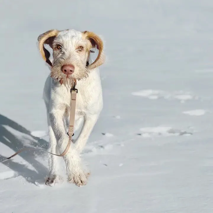 Longe pour Chien imperméable de 6 mètres NOMAD