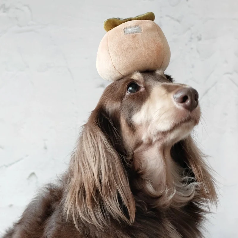 Jeu d'Occupation et de Fouille pour Chien - Kaki
