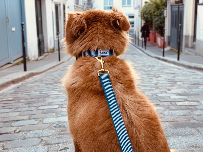 Collier pour chien motif IN THE NAVY rayures bleues