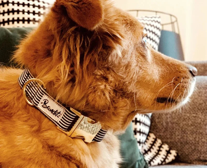 Collier pour chien motif IN THE NAVY rayures bleues