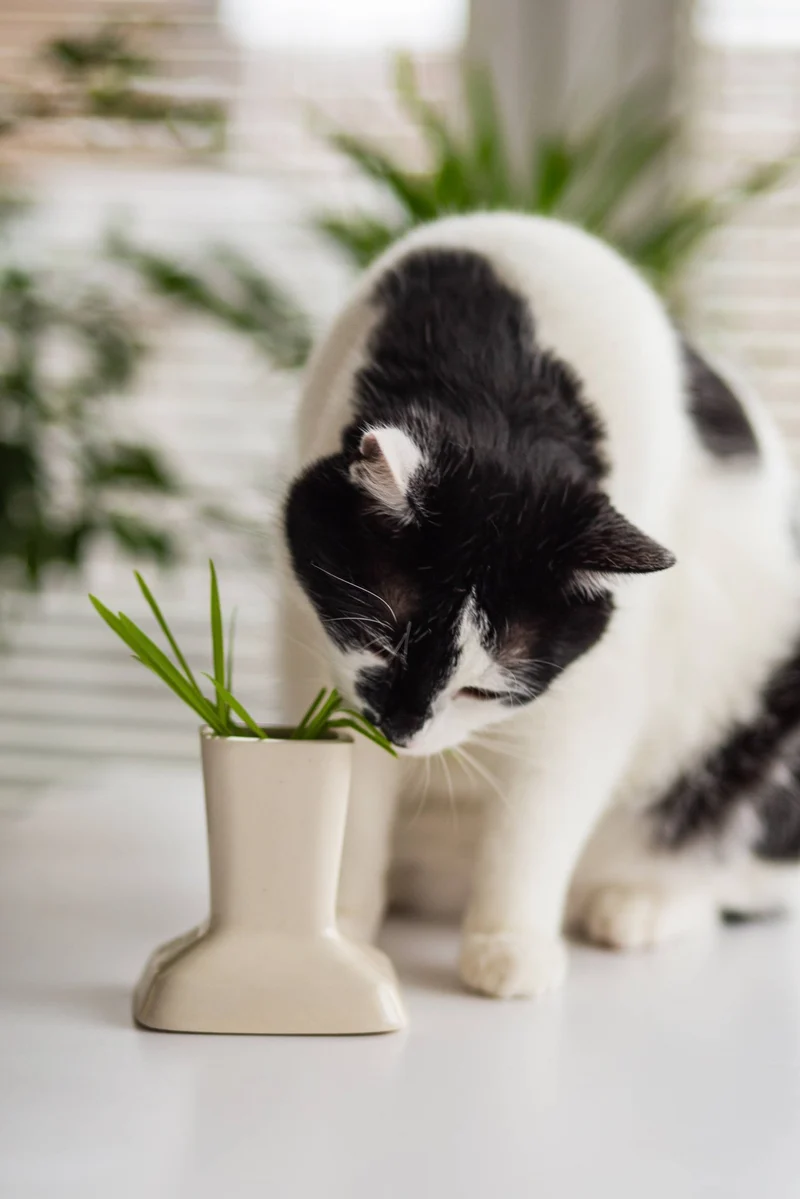 Vase en céramique avec herbe à chat – Bien-être digestif & déco naturelle