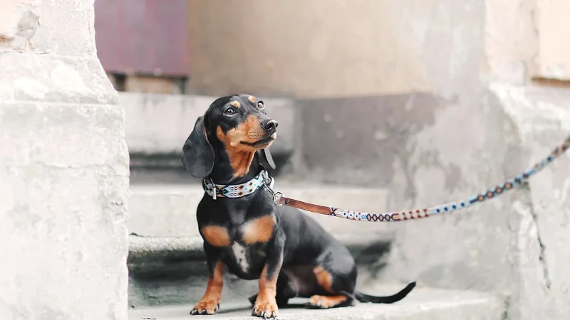 Collier pour chien en cuir brodé Holbox (broderie complète)