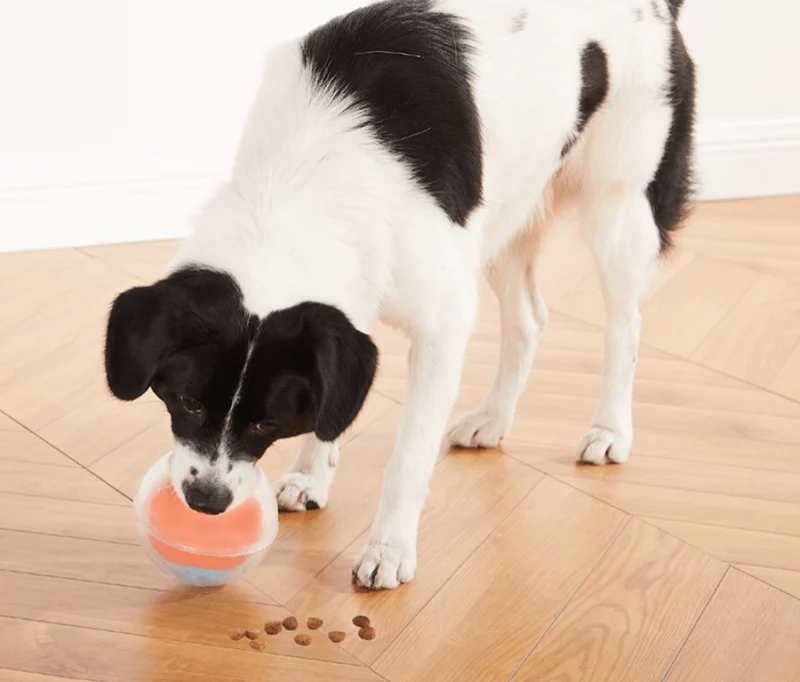Jeu d’occupation pour chien – Dog Rumble Puzzle niveau 1