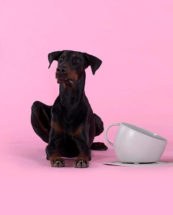 Gamelle pour chien Design : Grand bol tasse écologique Taupe + Tapis antidérapant