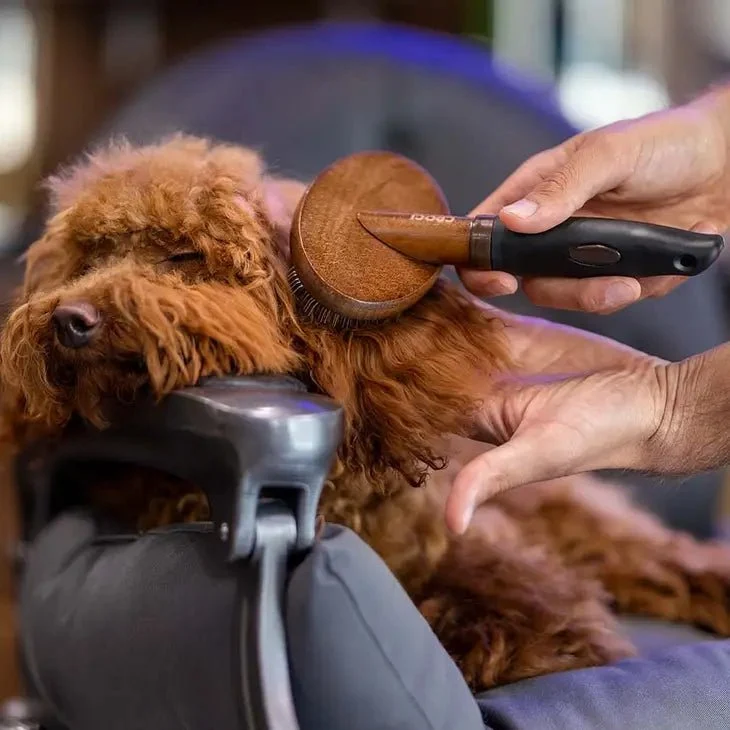 Brosse Carde pour chien Barbershop