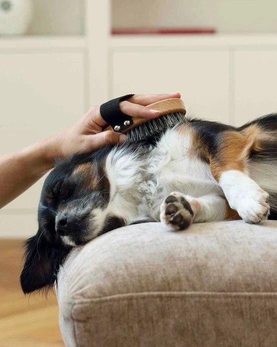 Shampoing Sec pour chien et chat certifié Bio