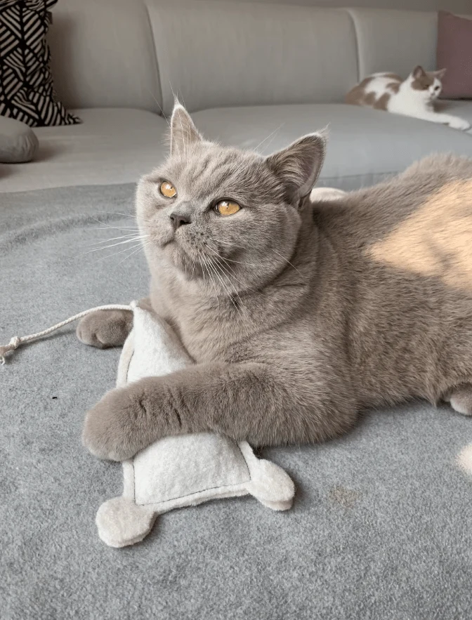 Souris XL feutre de laine garnie d’herbe à chat