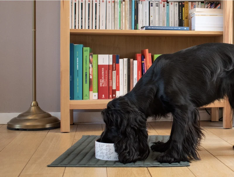 Recette Fraîche au Porc pour Chiens Sensibles - DOG CHEF
