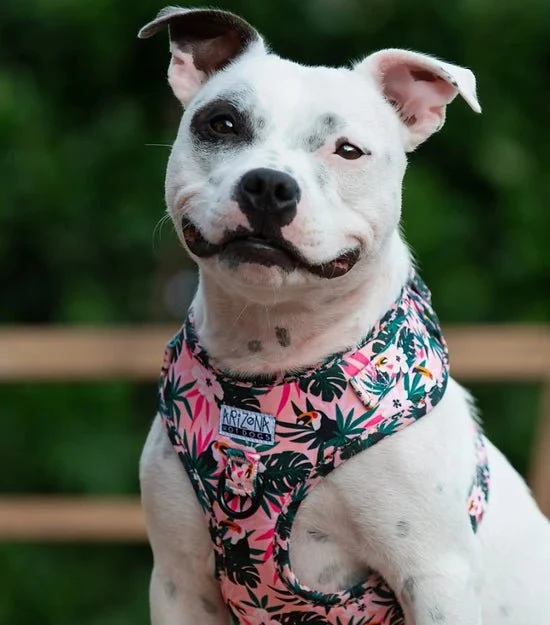 Harnais en H pour chien à motifs - Tropicool