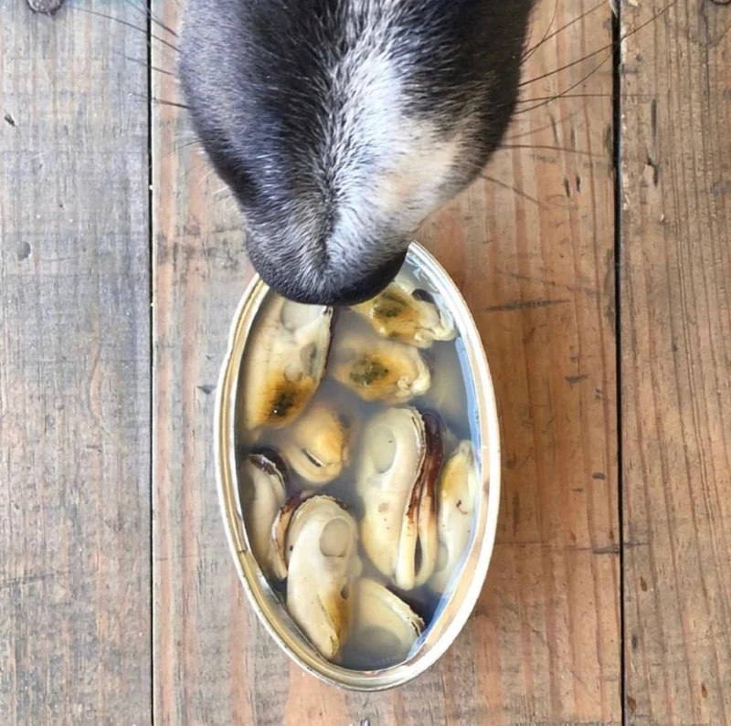 Moules à lèvres vertes naturelles pour chiens