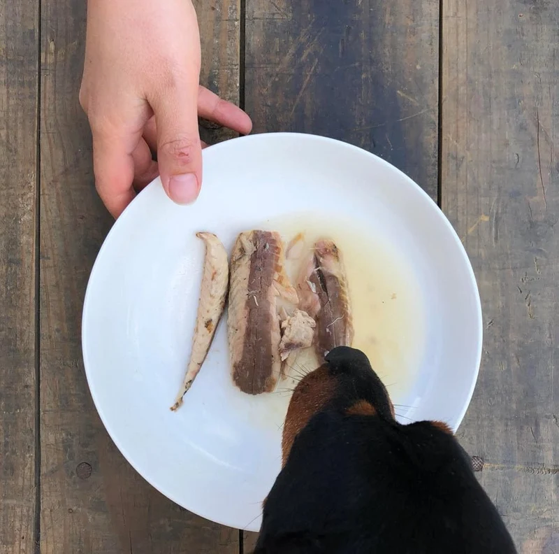 Filets de maquereau naturel pour chiens