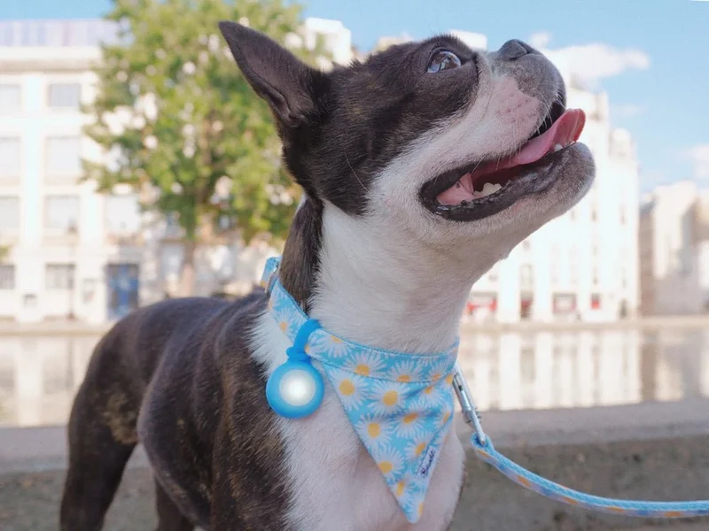 Pendentif Lumineux pour balade nocturne du chien