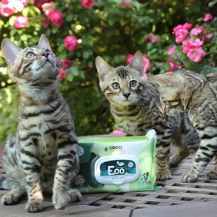Lingettes Humides Eco PetWipes