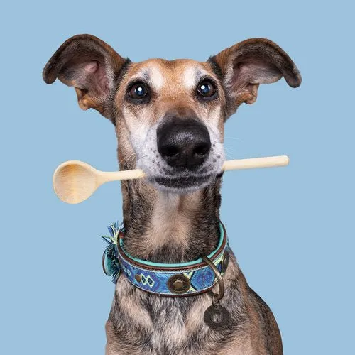 Collier pour chien en cuir Boho Juan DWAM 🤎