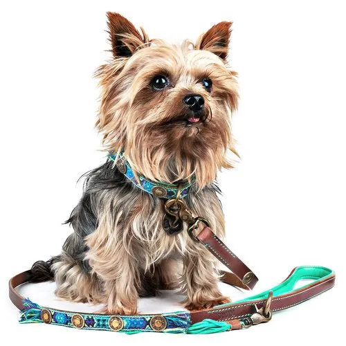 Collier pour chien en cuir Boho Juan DWAM 🤎