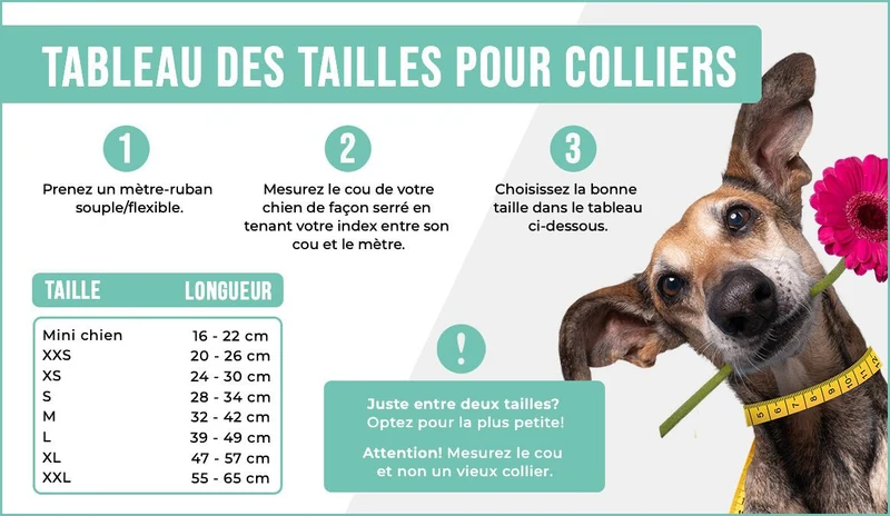 Collier pour chien en cuir Boho Juan DWAM 🤎