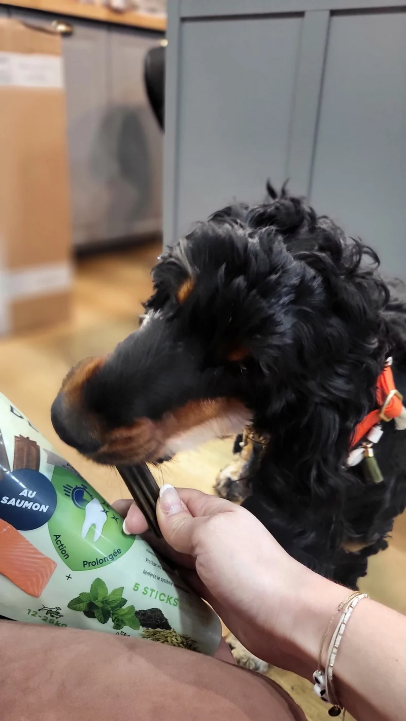 Dental Care Hygiène Bucco-Dentaire Pour chien – Marly & Dan