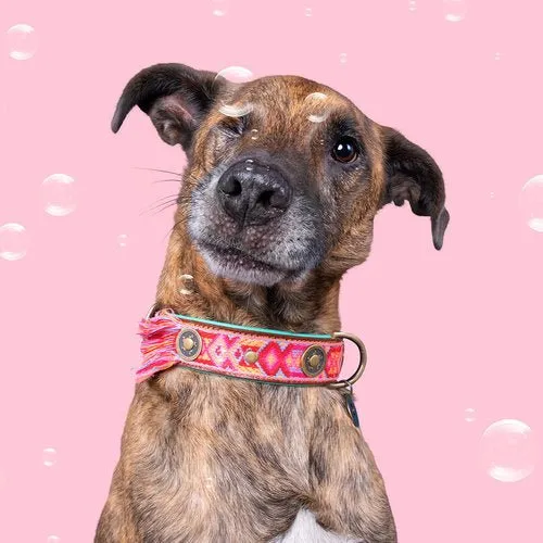 Collier pour chien en cuir Boho Rosa DWAM 💗