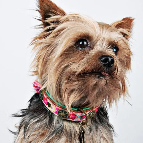 Collier pour chien en cuir Boho Rosa DWAM 💗