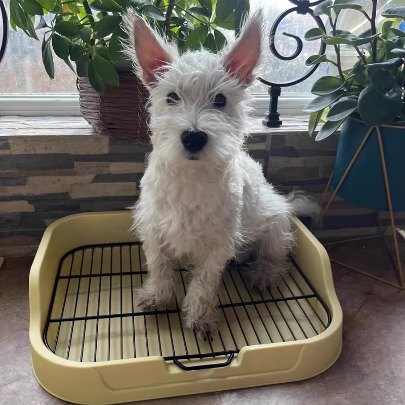 Tapis Éducateur Propreté Litière Chien Bac à Grille Métal