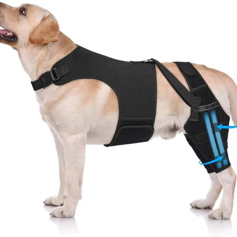Attelle Chien Double Jambe Anti-Glissement Pattes Arrière