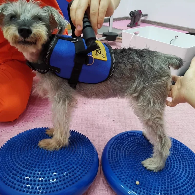 Disque d'Équilibre Gonflable pour Chien Agility 36 cm