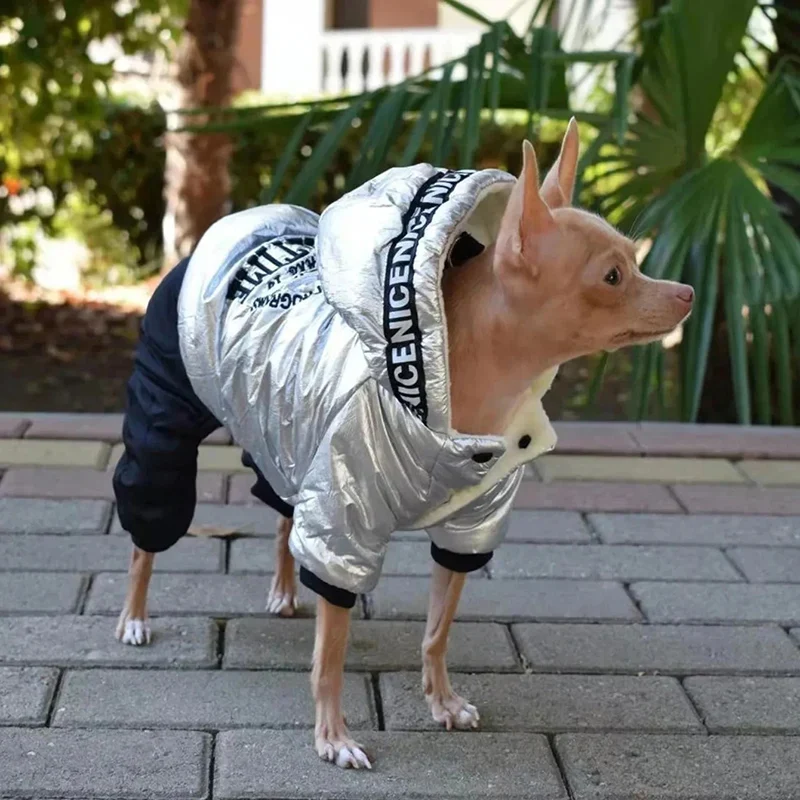 Manteau Imperméable Chien Combinaison Argentée Chihuahua