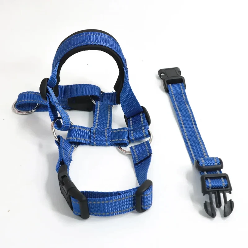 Collier Licol Anti-Traction Dressage Molosse