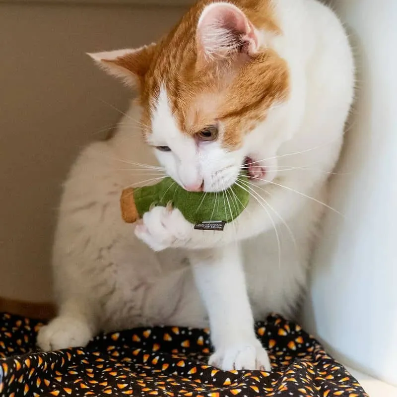 JOUET HALLOWEEN POUR CHAT À L’HERBE À CHAT - COUTEAU ET POISON 🔪☠️